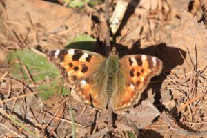 エルタテハ2024年4月14日
