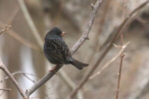 クロジ2024年4月14日