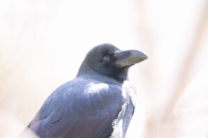 ハシブトガラス2024年4月6日