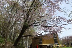 4月28日桜情報