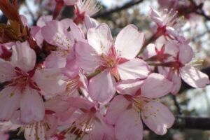 桜開花情報4月27日 (3)