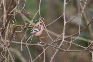 ベニマシコ♂2024年4月14日