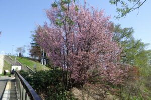2024年4月29日レストハウス前の桜
