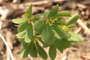 ナニワズ2024年4月6日