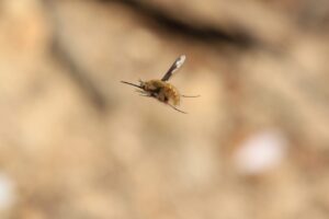 ビロウドツリアブ2024年4月27日春の昆虫ホバリングする