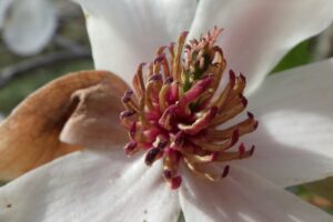 キタコブシ2024年4月27日花マクロ撮影大アップ