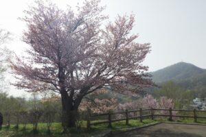 桜開花情報4月27日 (5)