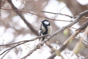 シジュウカラ2024年4月20日