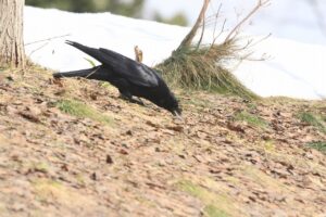 ハシボソガラス2024年4月6日