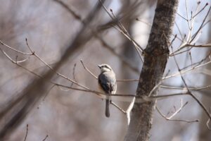 モズ♂2024年4月6日