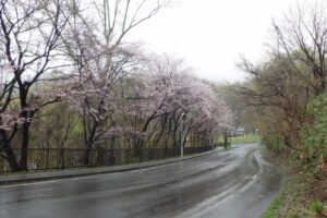 2024年4月25日桜開花状況 (5)