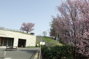 桜開花情報4月27日レストハウス駐車場の桜