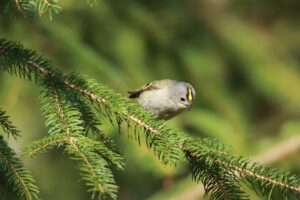 キクイタダキ2024年4月27日