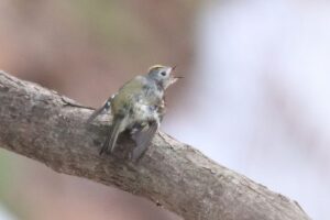 キクイタダキ2024年4月14日1