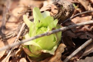 ふきのとう2024年4月6日