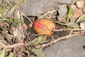 ミズナラのどんぐり2024年4月6日