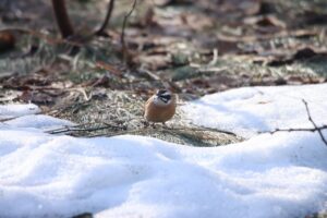 ホオジロ2024年4月14日