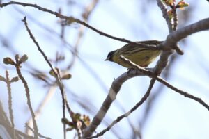 アオジ♂2024年4月27日レストハウス下木段