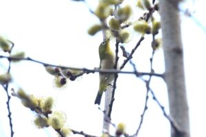 メジロ2024年4月14日