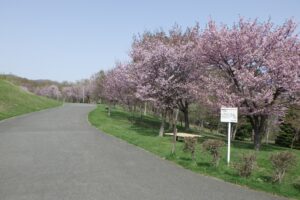 桜開花情報4月27日 (4)