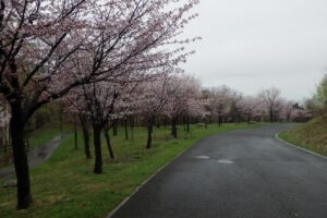 2024年4月25日桜開花状況