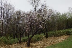 2024年4月25日梅開花状況