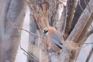 カケス2024年4月14日