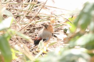 ミヤマカケス2024年4月6日4月1日撮影