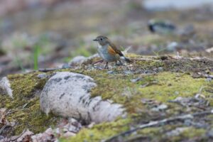 ルリビタキ2024年4月27日西の坂