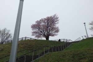 2024年4月25日桜開花状況 (4)