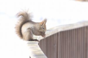 エゾリス2024年4月6日1