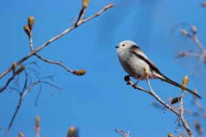 シマエナガ2024年4月27日森の家前広場にて