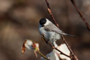 ハシブトガラ2024年4月27日キタコブシ