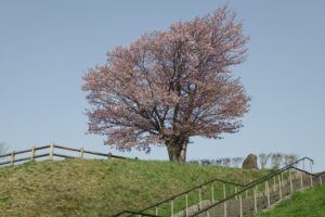 桜開花情報4月27日 (6)