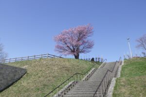 2024年4月23日サクラ開花状況 (3)