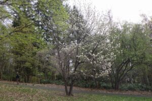 桜情報4月28日 (7)