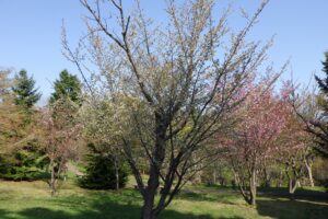 2024年4月29日新桜並木カスミザクラ