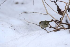 キクイタダキ2024年4月6日