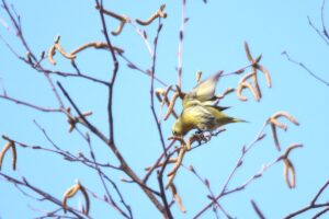 マヒワ2024年4月27日シラカンバの花を食べる
