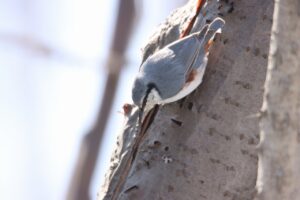 ゴジュウカラ2024年4月14日