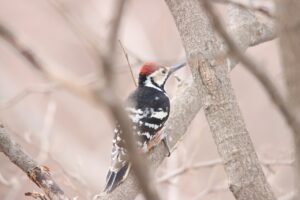 オオアカゲラ♂2024年4月14日