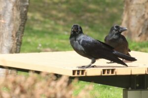 ハシブトガラス2024年4月27日つがいか