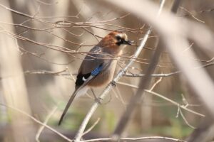 ミヤマカケス2024年4月6日24月3日撮影