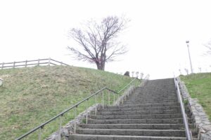 旭山記念公園の桜2024年4月20日8