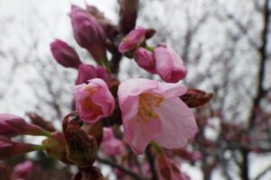 旭山記念公園の桜2024年4月20日1桜アップ