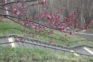 旭山記念公園の桜2024年4月20日2展望台一本桜の枝