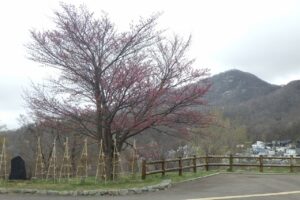 旭山記念公園の桜2024年4月20日