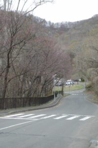 旭山記念公園の桜2024年4月20日7第一駐車場入口