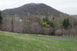旭山記念公園の桜2024年4月20日4円山と新桜並木