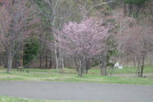 旭山記念公園の桜2024年4月20日6新桜並木で開花していた1本